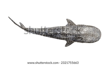 top view whale shark. whale shark on white background. whale shark isolated.