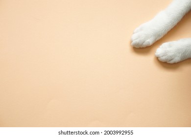 top view of white cat leg laying on beige floor and copy space - Powered by Shutterstock
