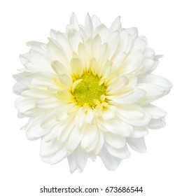 Top view of White Chrysanthemum flower isolated on white background.
