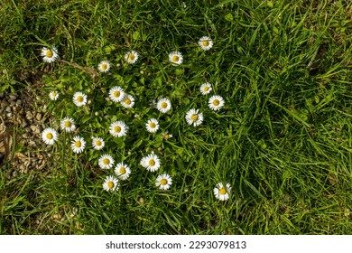 Top view of white daisy flowers in green grass. White flowers in the grass. Pollen, petals, grass, pollen, summer, spring. Group of daisies, top view. - Powered by Shutterstock