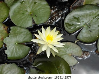 Top view of white and yellow water lily(Nimphaea).