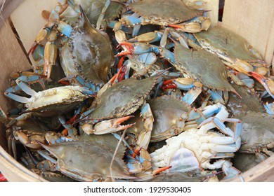 Top View Of Wicker Basket With Fresh Blue Crabs. Raw Fresh Seafood