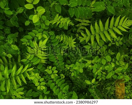 Top view of a wide variety of fresh dewy green foliage. Background of fresh and wide dense greenery. Relaxing nature background.