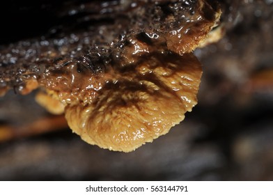 Top view of wild ganoderma grow on a wood in tropical forest. (Selective focusing)