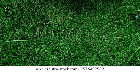 Top view of wild grass background texture. Abstract green grass landscape texture