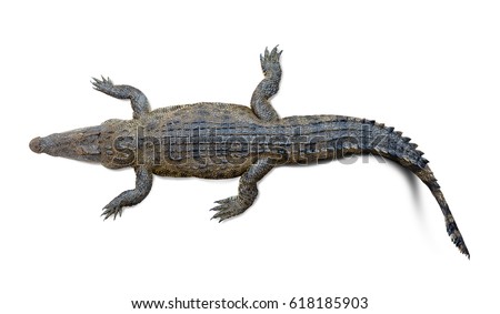 Top view of the wildlife crocodile isolated on white background