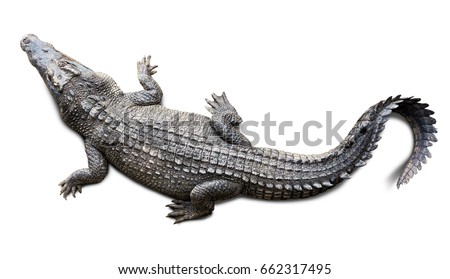 Top view of the wildlife crocodile isolated on white background