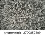 Top view of winter pine forest, aerial photography texture