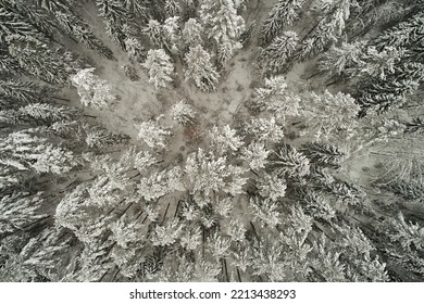 Top View Of Winter Pine Forest, Aerial Photography Texture