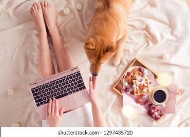 Top view of woman in bed with laptop at home, red Shiba Inu dog, cup of coffee and belgian waffles on hygge background. Flat lay of feminine blogger working place in Kawaii style - Powered by Shutterstock