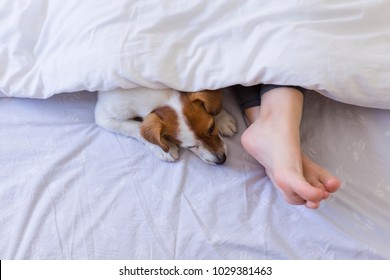 Top View Of Woman Foot On Bed Behind A White Cover With Her Cute Small Dog Besides. Daytime, Pets Indoors, Lifestyle.