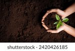 Top view of Woman hands holding green seedling, sprout over soil, Sustainability, green, environment