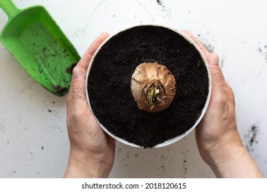 Top view of woman hands holding pot with planted bulb of Amaryllis or hippeastrum in pot on white background - Powered by Shutterstock