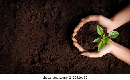 Top view of Woman hands holding green seedling, sprout over soil, Sustainability, green, environment - Powered by Shutterstock