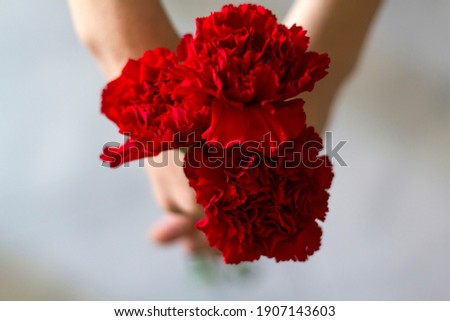 Top view of woman holding red carnations. Revolution and April 25 concept
