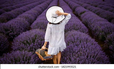 Top view of a woman in white dress holding a white hat and a basket with lavender flowers and walking through the lavender field.