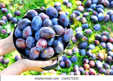 Top view of a woman's hand holding black rustic bowl with blue plums in a orchard.Plum harvest. Farmers hands with freshly harvested plums - Powered by Shutterstock