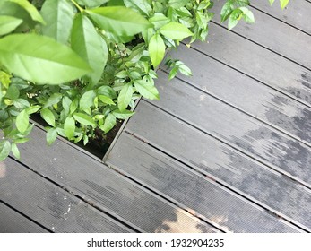 Top View Of Wood Plastic Composite Deck And Small Plant