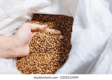 Top view worker holds wheat or barley in hands, in warehouse of brewery food industry. Ingredients for beer at factory. - Powered by Shutterstock