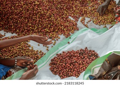 Top View Of Workers Sorting Out Coffee Beans At Washing Station At Farm In Africa