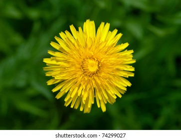 Top View Of Yellow Dandelion Flower