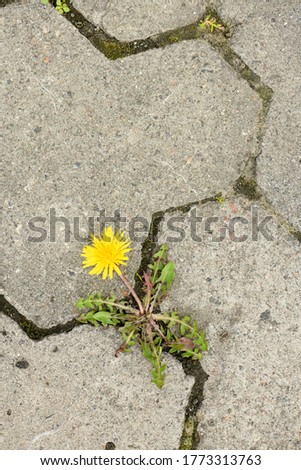 Similar – Mauerblümchen Farbfoto