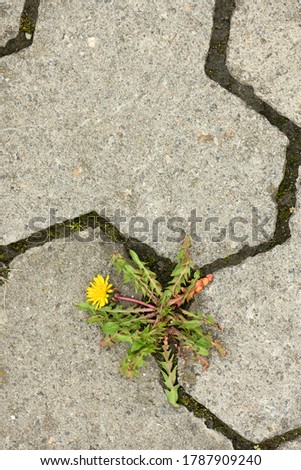 Top view of yellow dandelion flower between grey paving stones. High resolution photo. Full depth of field (DOF).