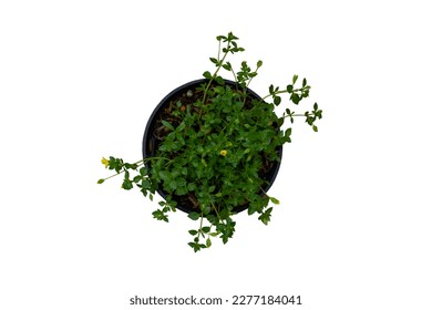 Top view of yellow mecardonia flower bloom in black plastic pot  isolated on white background included clipping path. It is a plant that can eat flowers and cover crop. - Powered by Shutterstock