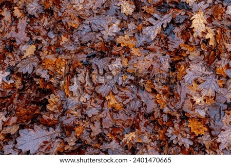 Top view of yellow orange leaves fallen from the tree on the ground in beginning of winter, Wet and colourful red brown leaf on the floor in rainy day in Autumn, Nature pattern texture background.
