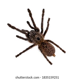 830 Young tarantula Images, Stock Photos & Vectors | Shutterstock