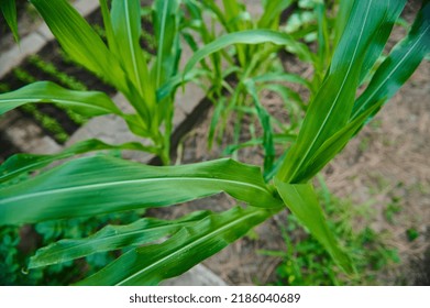 Top View Of Young Corn Sprouts Grow In Rows In The Open Field. Selective Focus. Agricultural Crops In The Eco Farm