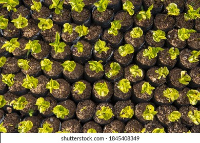 Top View Of A Young Green Coffee Tree Plant In A Farm, Agriculture Concept
