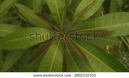 Top view of young reddish brown mango leaves growing on a branch