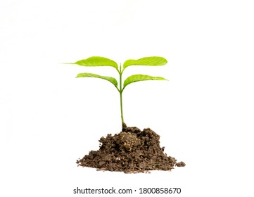 top view of young sprout growing in soil , isolated on white - Shutterstock ID 1800858670