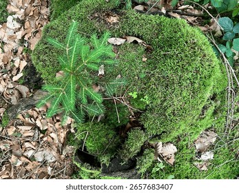 Top view of a young spruce tree growing from a moss-covered tree stump in a natural forest. Surrounded by fallen leaves and woodland floor, symbolizing regeneration and untouched forest life.