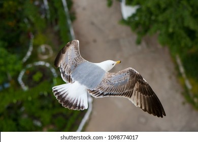 Top view of an young yellow-legged seagull flying with spreaded wings above a city park. - Powered by Shutterstock