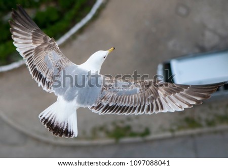 Top view of an young yellow-legged seagull flying with spreaded wings above a city parking lot.