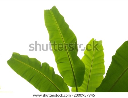 Top view,Banana leaf isolated white background for stock photos or design, green leave backdrop