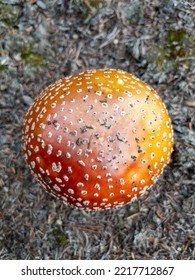 Top Of Wild Orange Agaric Mushroom