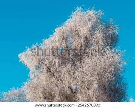 Similar – Image, Stock Photo Open all day Wood anemone