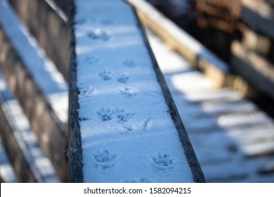 The top of a wooden railing is coated in a layer of snow from a recent snowfall, which now features the footprints of a squirrel. The tracks move down the wood through shadows and light.