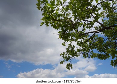 8,192,353 Sky tree background Images, Stock Photos & Vectors | Shutterstock