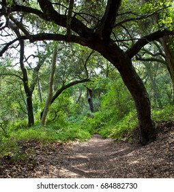 Topanga State Park