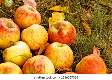 Topaz Apple Crop In Fall