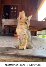 Top-cat Kitten Surveying The View From A Traditional Asian Elevated Deck