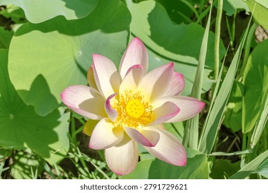 A top-down angle high-angle shot of a beautiful pink and white lotus flower blooming under bright summer sunlight, showing vibrant yellow stamens and green leaves in a pond in August.