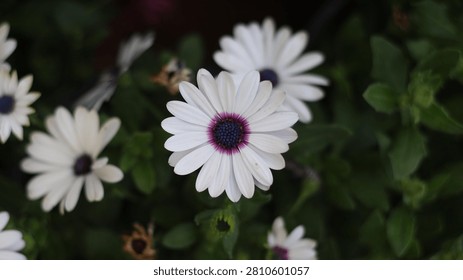 Top-down close up view of a pristine white African Daisy (Osteospermum) featuring a striking dark purple and blue center, set against a dark background of green foliage and blurred flowers.