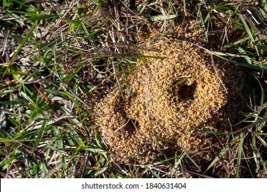 Topdown Close View Red Ants Burrowing Stock Photo (Edit Now) 1840631404