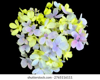 A top-down close-up of a Hydrangea cluster featuring soft pastel colors of pale yellow and light purple