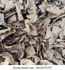 A top-down, close-up shot capturing a dense pile of dry, withered leaves scattered on the ground.